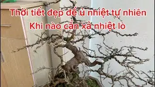 Thời tiết đẹp để ủ nhiệt làm hoa mai Tết 2026