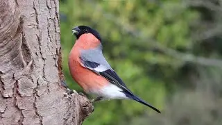 Beautiful and Cute Bulfinch Bird Eating On Tree