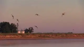 Banded Mallard Motion Decoys Smashing some teal