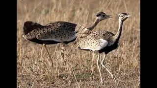 The black bellied bustard || Bustard Chapter - 6 || The Rup