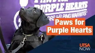 UTSA Supports Veterans with Service Dogs During Holiday Season