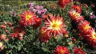 DAHLIENGARTEN Hamburg