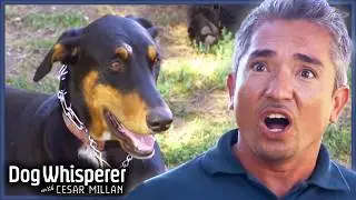 Unpredictable Doberman Is Always Looking for A Fight | Dog Whisperer With Cesar Millan