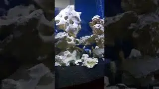 220 Gallon Texas Holey Rock and African Cichlids