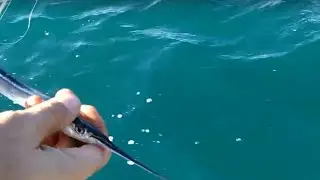 LEVREK AVI İLK KEZ BU KADAR ÇOK YAKALADIK RAPALA SIRTI