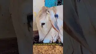Sibbi Baghnari Sibbi bull Bachra For Sale. #sibbibull #Sibi #sibbilover #ramzankhan800