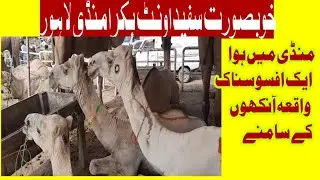 White Camel Price in Shahpur Kanjra Mandi