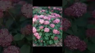 My Invincible Mini Mauvette Hydrangea #shorts #garden  #hydrangeas
