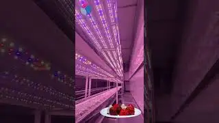 Custom Vertical Grow Systems for Strawberries 🍓 Built to Fit Your Space #plants #shorts