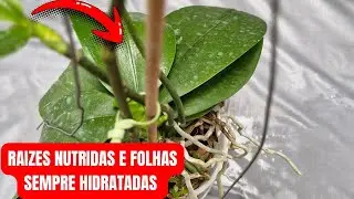 🟣COM ESSE CULTIVO SUAS ORQUÍDEAS FICAM SEMPRE NUTRIDAS E HIDRATADAS 
