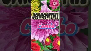 BEAUTIFUL JAMANTHI PLANTS FOR SALE/ whatsapp 917012975289