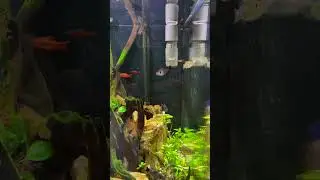Need to Get Rid of Green Hair Algae? Florida Flag Fish! #shorts #aquariumfish #fishtank #aquariums