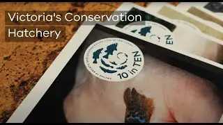 10inTen - Conservation Hatchery | Recovering Victoria's Most Threatened Aquatic Species