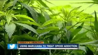 Marijuana to Treat Opioid Addiction