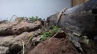 Dune gecko (Stenodactylus sthenodactylus)