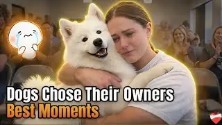 We Let Homeless Dogs Pick Their Families &mdash; And THIS Happened 😭 Adoption Moments 