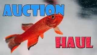 Finally got this fish! Auction haul & fish room tour!