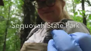 Chytrid Fungus