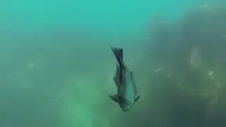 Jetski Fishing Show S1 Ep4 French Pass