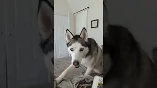 I watched some dog training videos and that's her reaction 😂 #husky #puppies