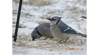 Bird Feeding Time