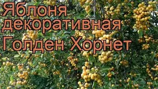 Яблоня декоративная Голден Хорнет (golden hornet) 🌿 обзор: как сажать, саженцы яблони Голден Хорнет