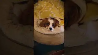 【森の隠れ家カフェ　モカモアコーヒー】 #宮城 #カフェ #犬