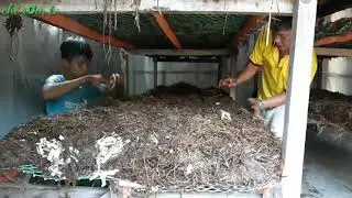 Trồng nấm rơm trên chuối cây sắc thử nghiệm lần hai