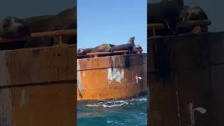 Sealions on buoy #shorts #sealions  #oceanlife #baja #wildlife #travel