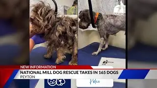 Dog Rescue begins rehoming 165 dogs from cruelty case
