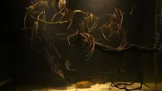 Pterophyllum altum rio Orinoco wild - ALTUM TV