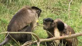 Capuchin Monkey Communication