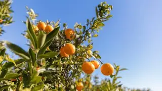 La ruta de la naranja, una forma de descubrir la Comunitat Valenciana #MediterráneoEnAcción