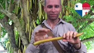 Tasting Weird Candle Tree Fruit / Parmentiera Cereifera / Palo de Velas / Panama Candlestick Tree