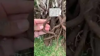 Burdock root is naturally high in iron #burdockroot #novicegardener #root #iron