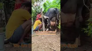 If We Protect What&rsquo;s Ours, Why Don&rsquo;t Animals Have the Same Right?