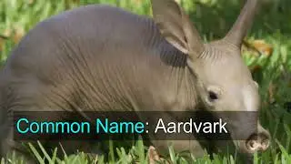 Aardvark (Biography★Classification★Information)