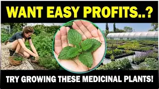 Start Herbal Farming Today! Most Profitable Medicinal Plants for Beginners