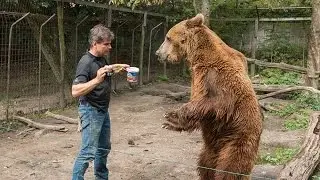 Nietypowe spotkanie - Zoltan- król wilków - Discovery Channel