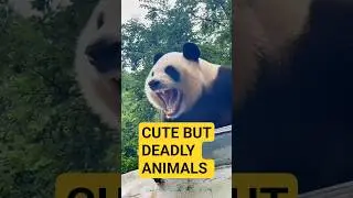 These Animals are Cute But Deadly,(Dark side of Animals). #animals #facts