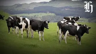 Dairy, beef and lamb on the up but cropping farmers 'struggling' | Herald NOW | Herald NOW