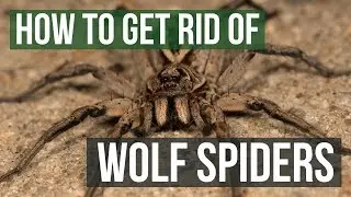 How to Get Rid of Wolf Spiders (4 Easy Steps)