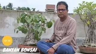 बरगद  बोनसाई (Banyan Bonsai) | Ficus Benghalensis Bonsai