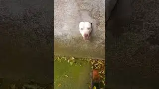 Pit Bull latindo #pitbull