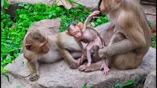 MOM PLZ Help me.! New baby monkey fall down cuz her got headache