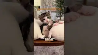 #DidYouKnow Kitten Fostering is Fun and Easy 🧡