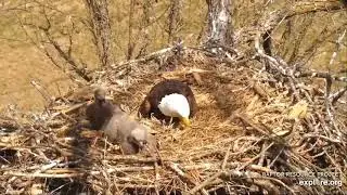 Decorah North Eagles  - Mr North has post-brooding blues!  / explore.org  4/18/21