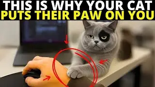 If Your Cat Puts Their Paw on You, They're Trying To Tell You This...