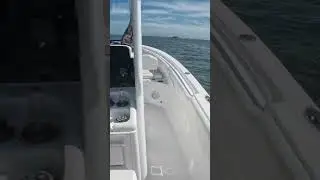 Sea Hunt Cruising #adventure #seahunt ##game #fish #yamaha #ocean
