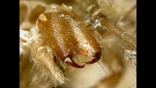 Microscopic view of a spider's exoskeleton